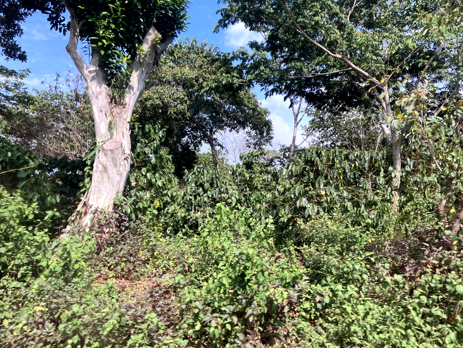 クスカチャパ農協の農園風景